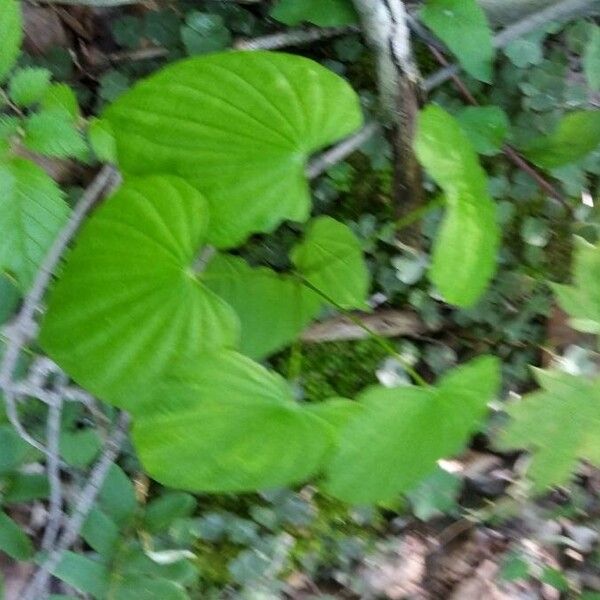 Dioscorea villosa Blatt