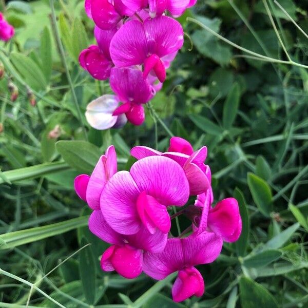 Lathyrus odoratus Kvet