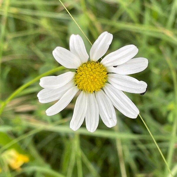 Anthemis arvensis Flower