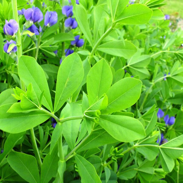 Baptisia australis पत्ता