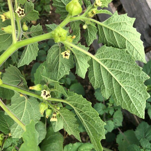 Physalis pubescens Celota