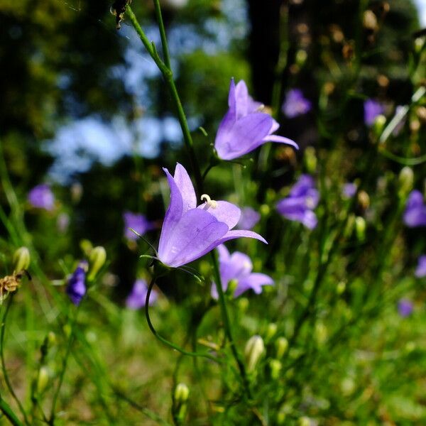 Campanula rotundifolia Floro