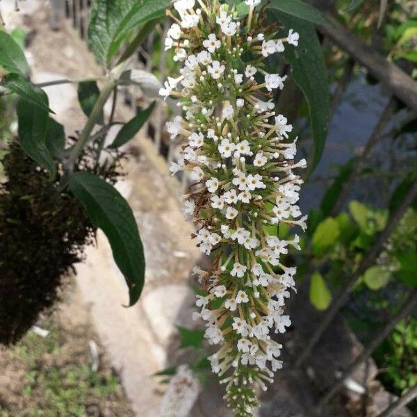 Buddleja davidii 花