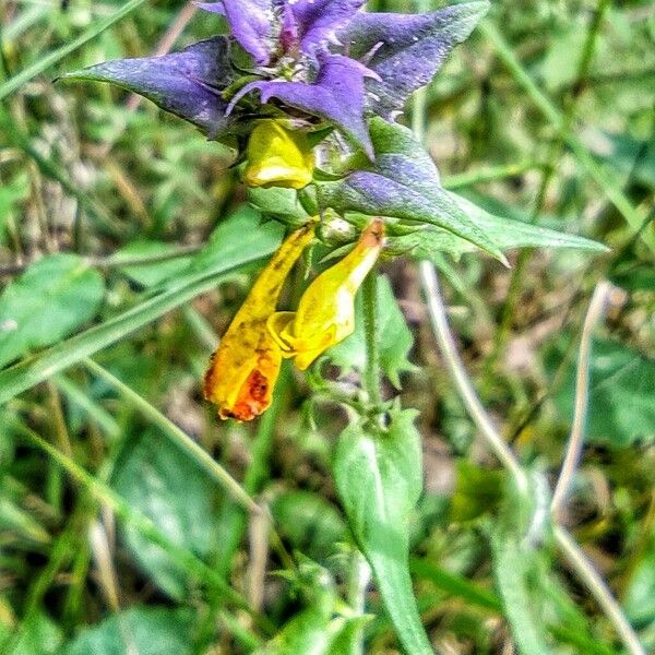 Melampyrum nemorosum Other