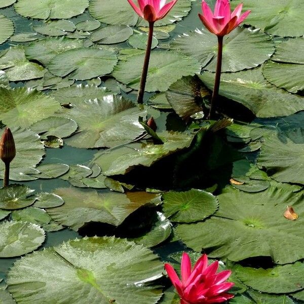 Nymphaea rubra Кветка