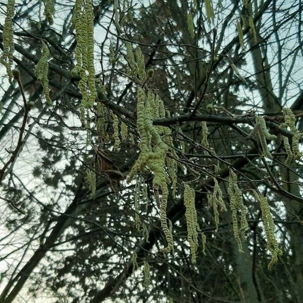 Corylus avellana Flower