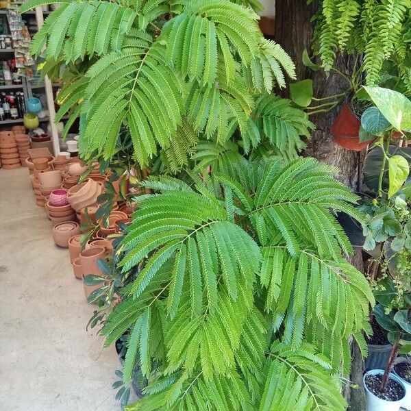 Cojoba arborea Blad