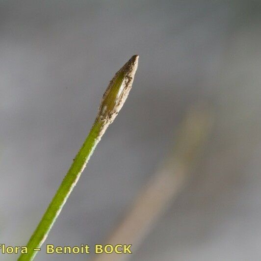 Eleocharis parvula Fruto