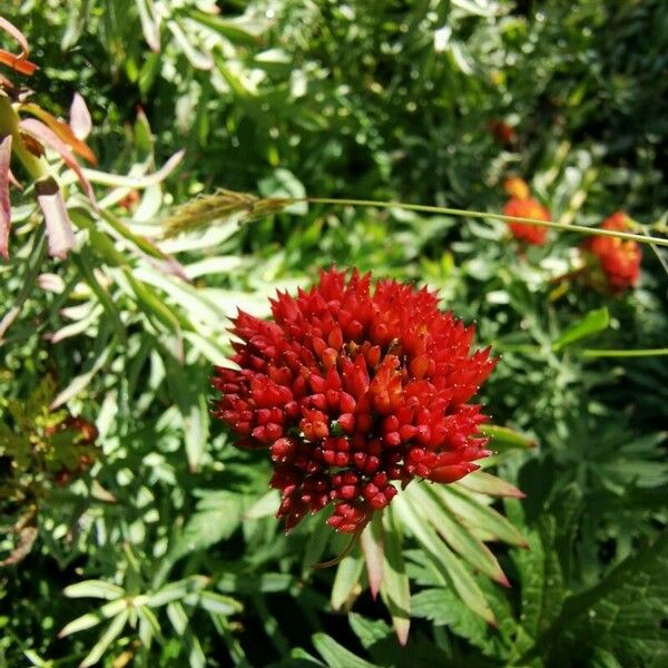 Rhodiola rosea 花