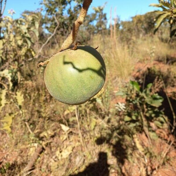 Solanum lycocarpum Fruchs