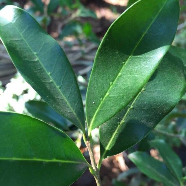 Chionanthus foveolatus Hoja