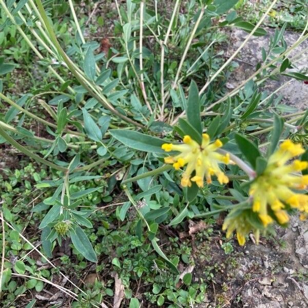 Anthyllis vulneraria Õis