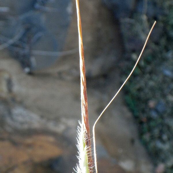 Heteropogon contortus Flower