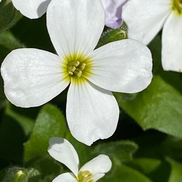 Arabis alpina Flower