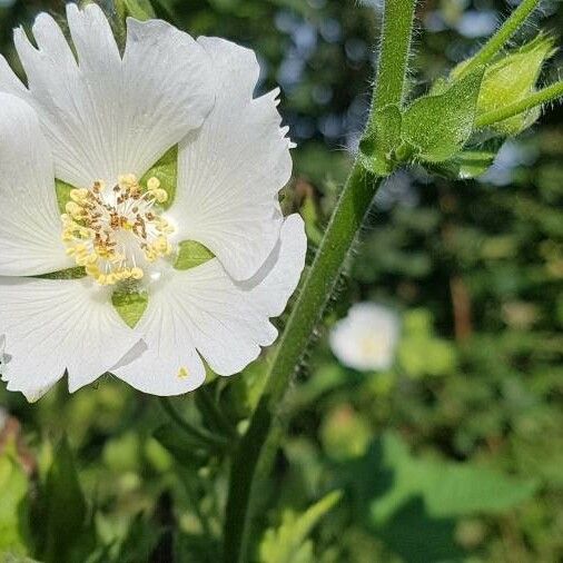 Malva verticillata Кветка