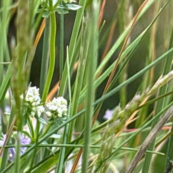 Avenella flexuosa Лист