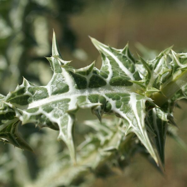 Scolymus maculatus Leaf