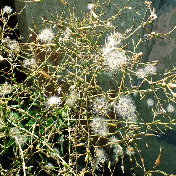 Lactuca serriola Fruit