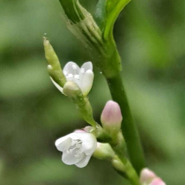Persicaria hydropiper Blomma