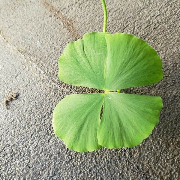 Marsilea quadrifolia Leaf