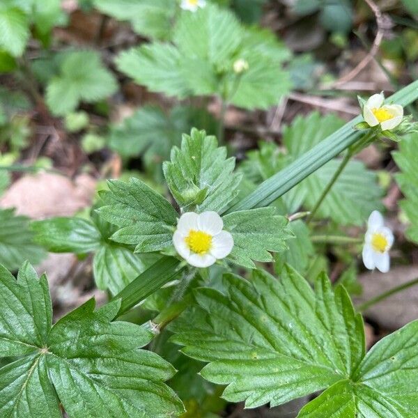 Fragaria viridis Leht