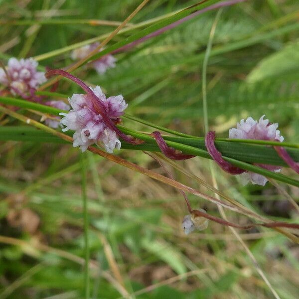 Cuscuta europaea बार्क (छाल)