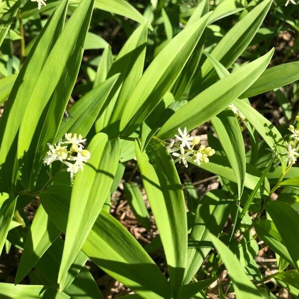 Maianthemum stellatum Flor