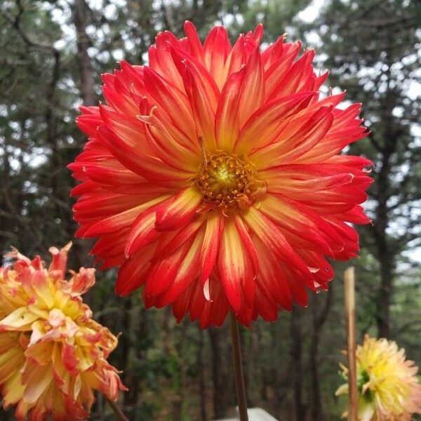 Dahlia pinnata Flor