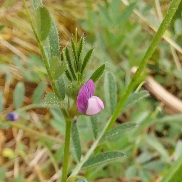 Vicia lathyroides Blomma