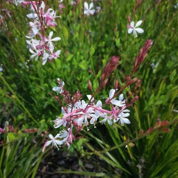 Oenothera gaura ফুল