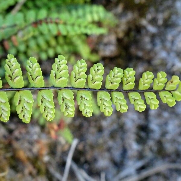 Asplenium trichomanes 叶