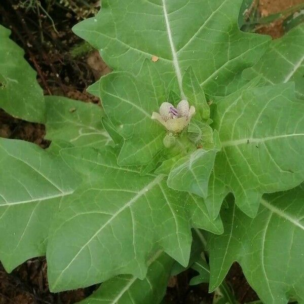 Hyoscyamus niger Fleur