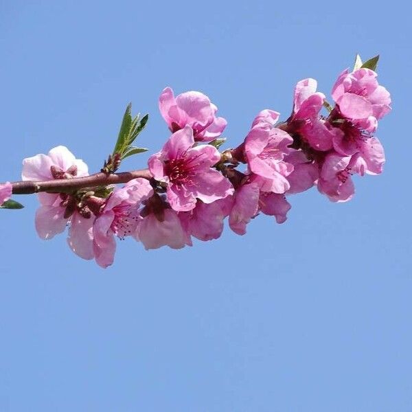 Prunus persica 花