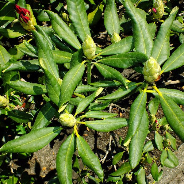 Rhododendron yakushimanum 葉