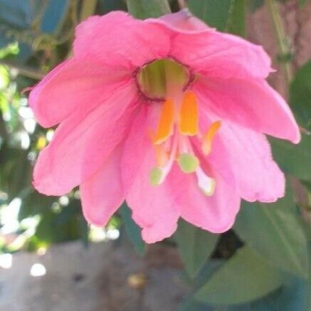 Passiflora tripartita Flower