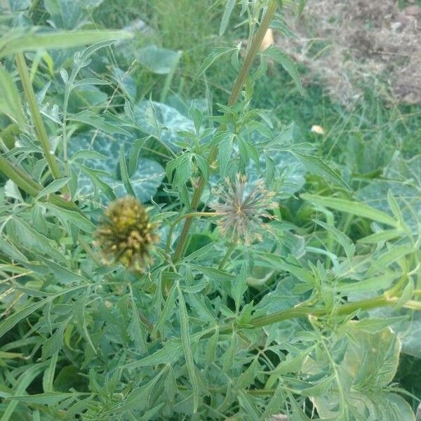 Bidens subalternans Flower