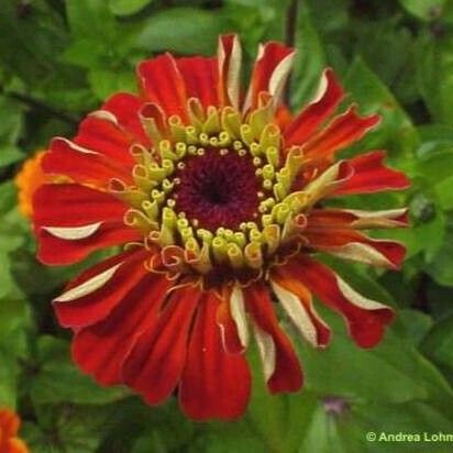 Zinnia elegans Flower