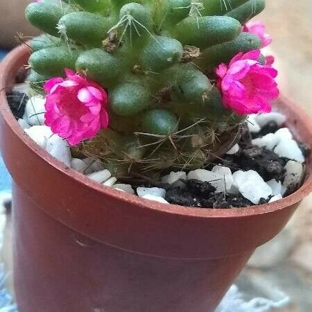 Mammillaria polythele Leaf