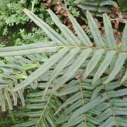 Pteris vittata Leaf