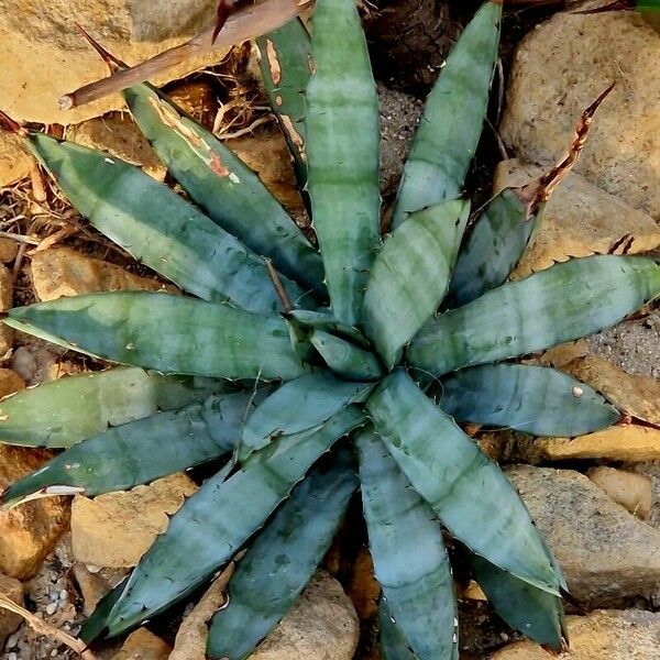 Agave macroacantha Hostoa