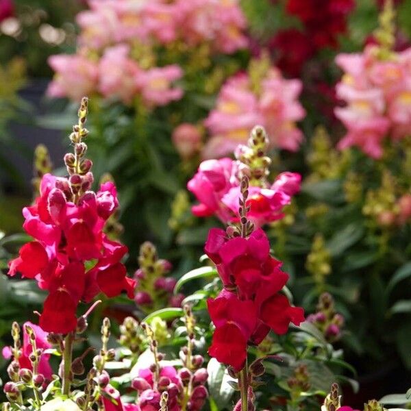 Antirrhinum majus Хабит