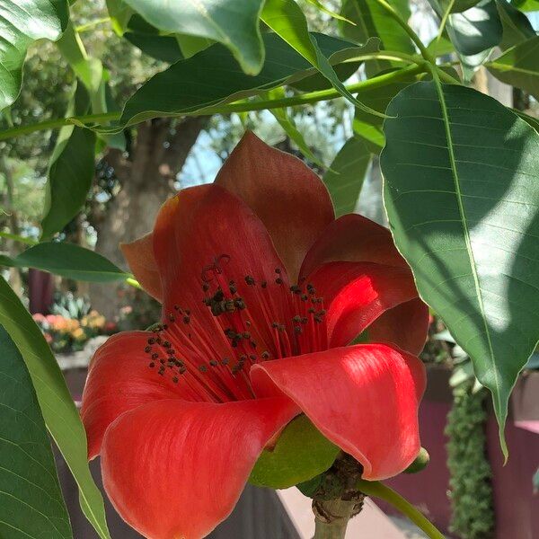 Bombax ceiba Flor