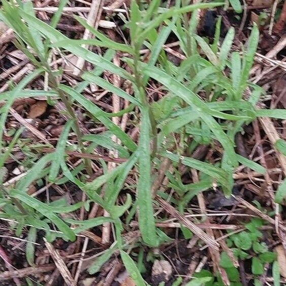 Artemisia dracunculus Ліст