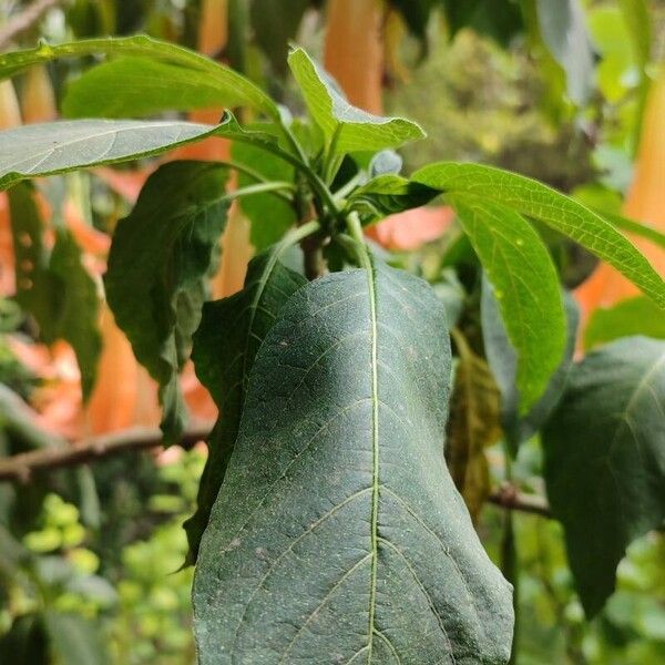 Brugmansia × candida 葉