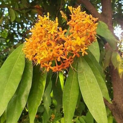 Saraca indica Kukka