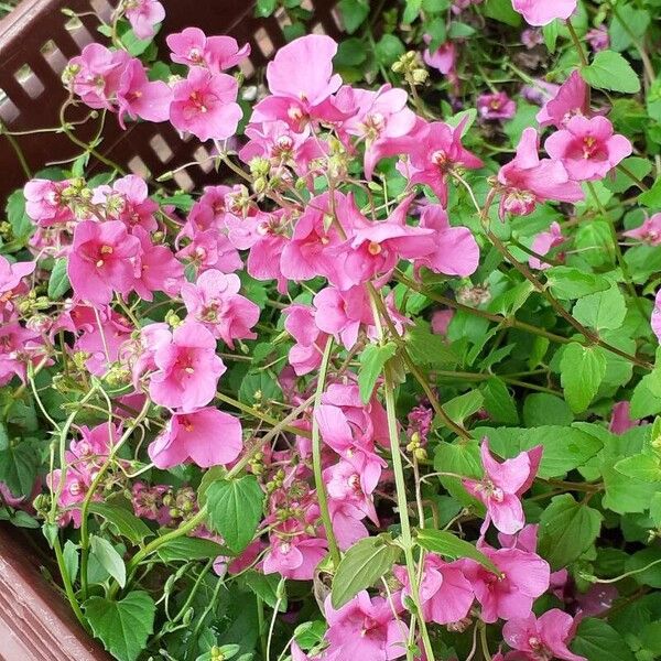 Diascia rigescens Кветка