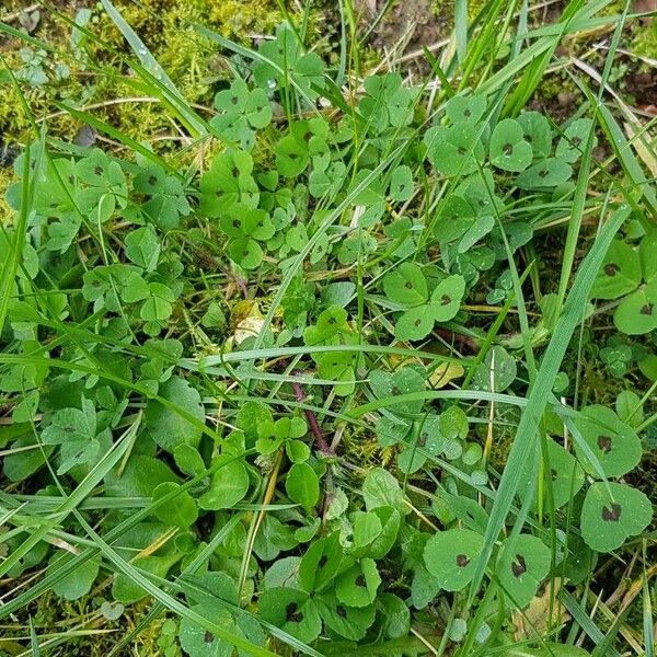 Medicago arabica Συνήθη χαρακτηριστικά