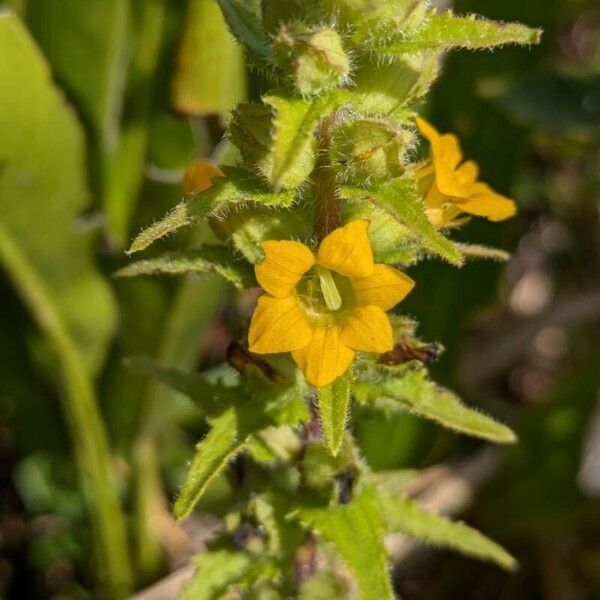 Melasma melampyroides Flower