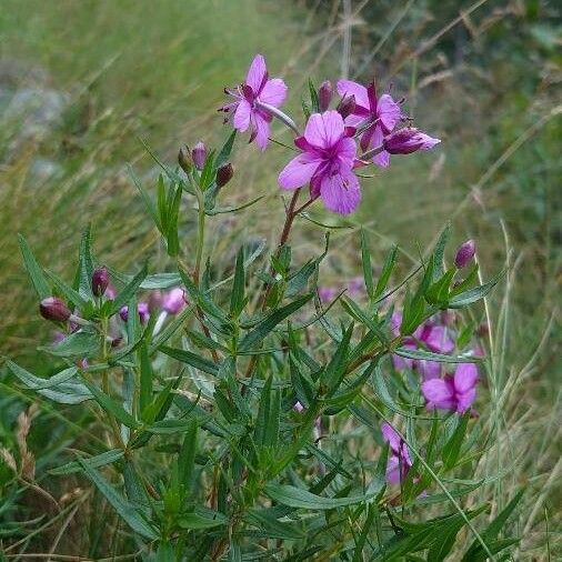 Epilobium dodonaei Pokrój