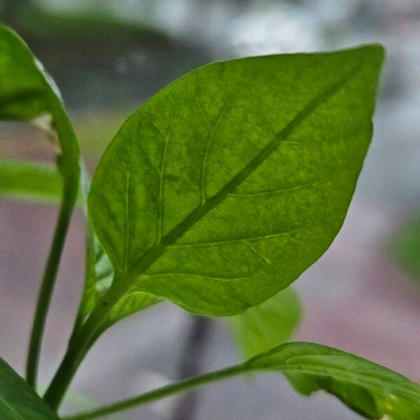 Capsicum frutescens Feuille